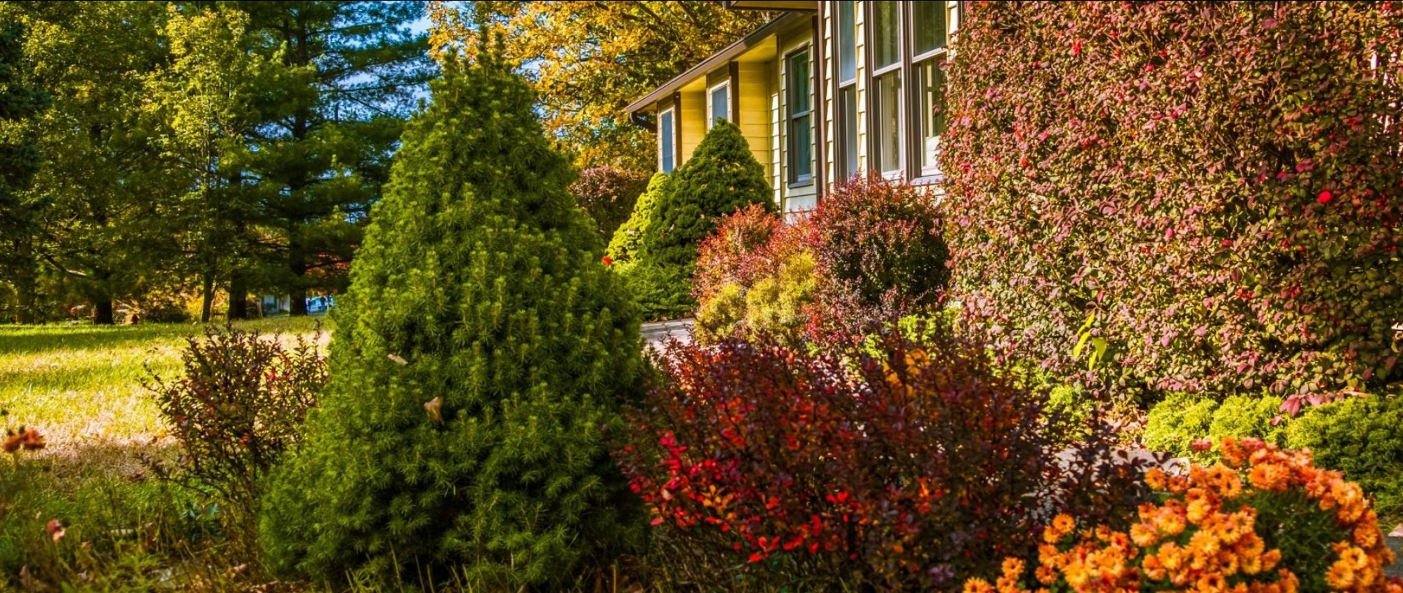 Plants and shrubbery