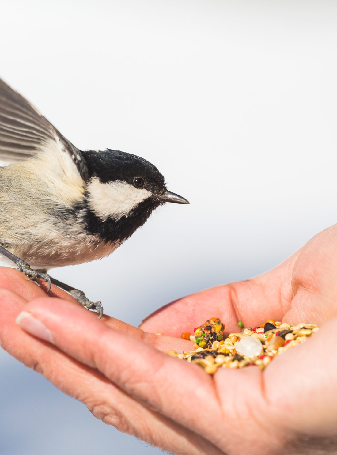 Garden Center Bird Supplies